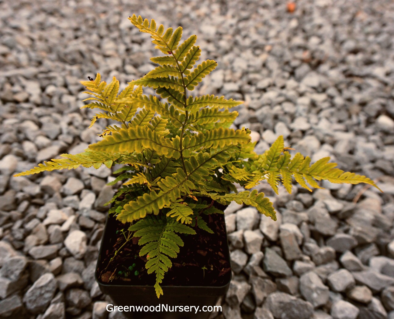 Autumn Brilliance Ferns Greenwood Nursery   Autumn Brilliance Fern In Pot GW (1) 